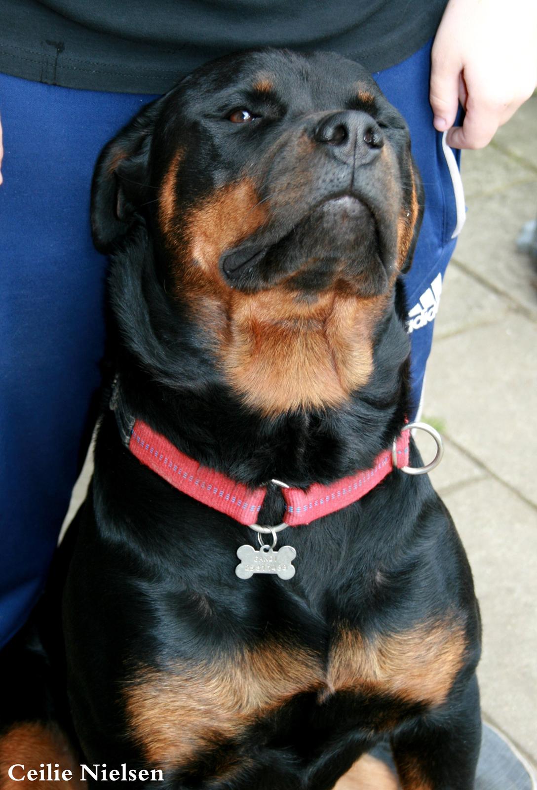 Rottweiler Gandi billede 14