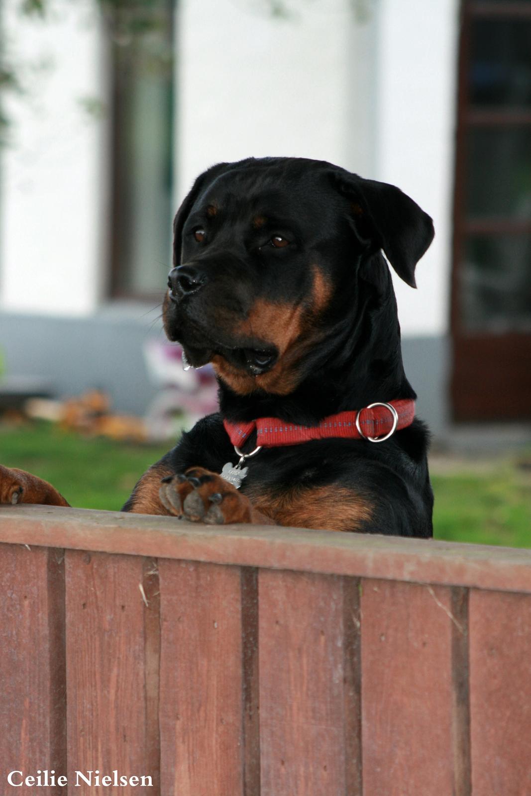 Rottweiler Gandi billede 15