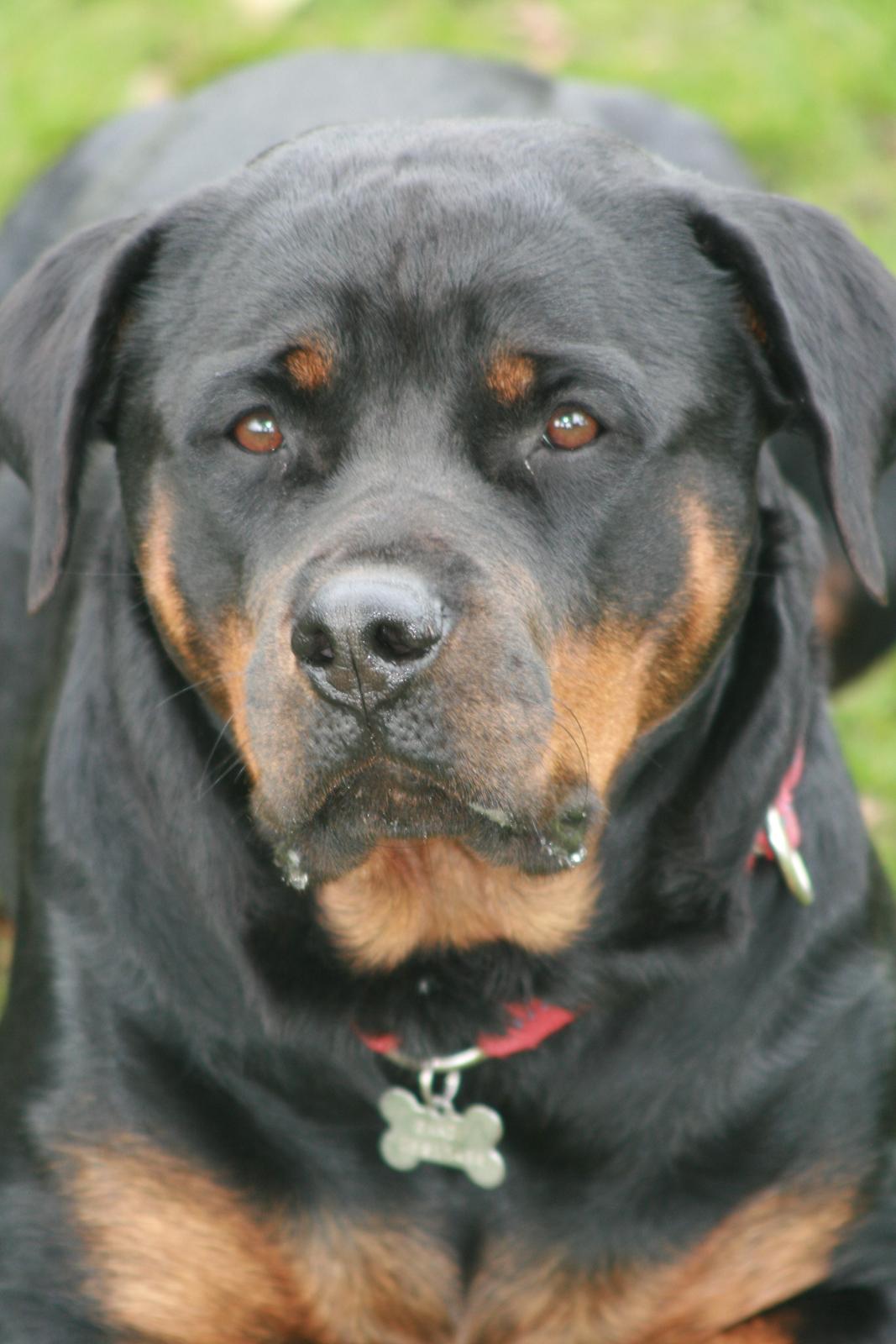 Rottweiler Gandi billede 16