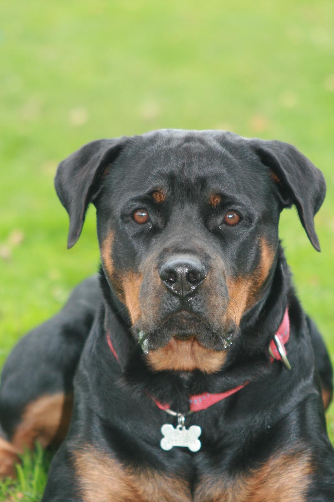 Rottweiler Gandi billede 17