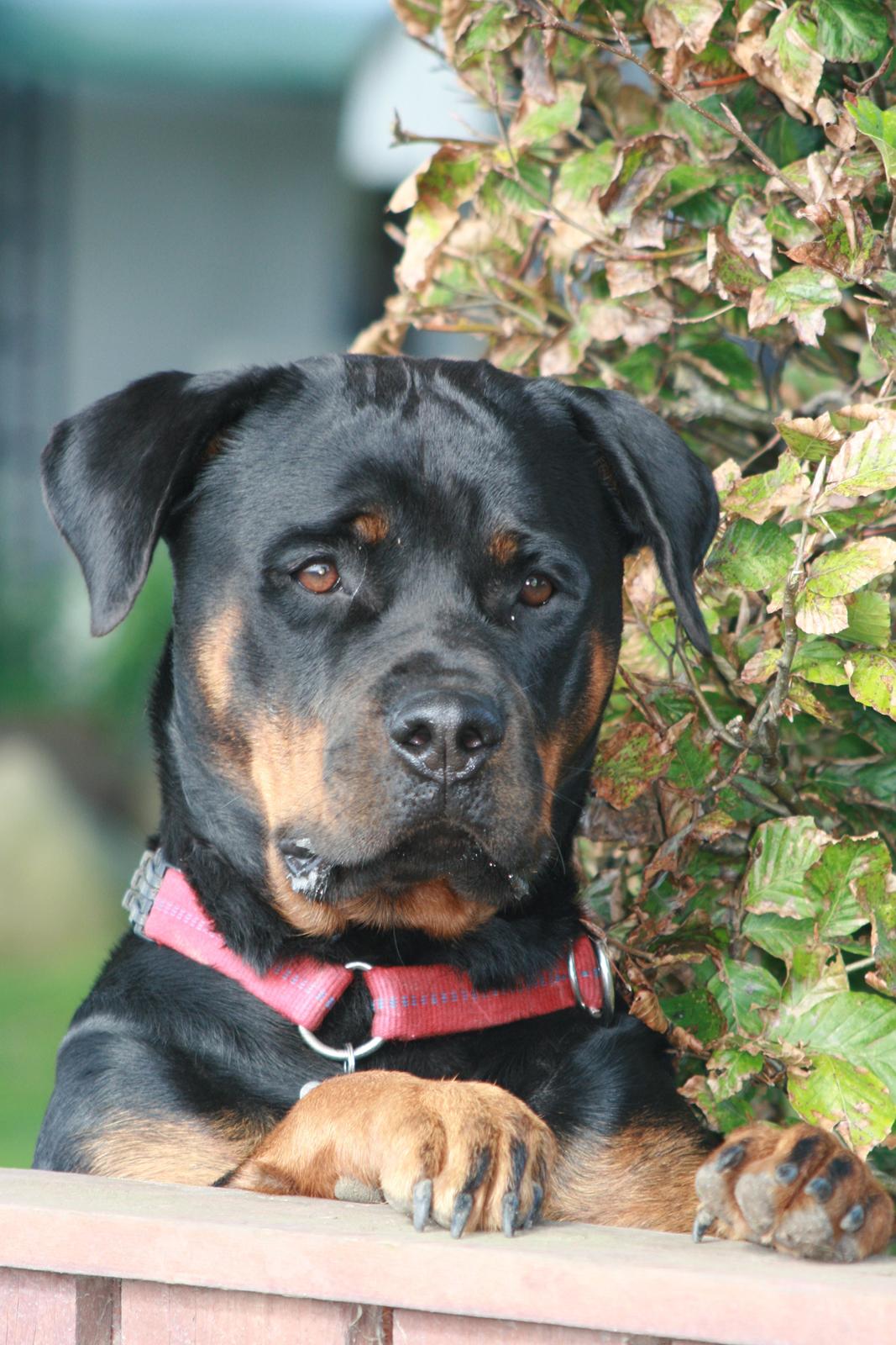 Rottweiler Gandi billede 19