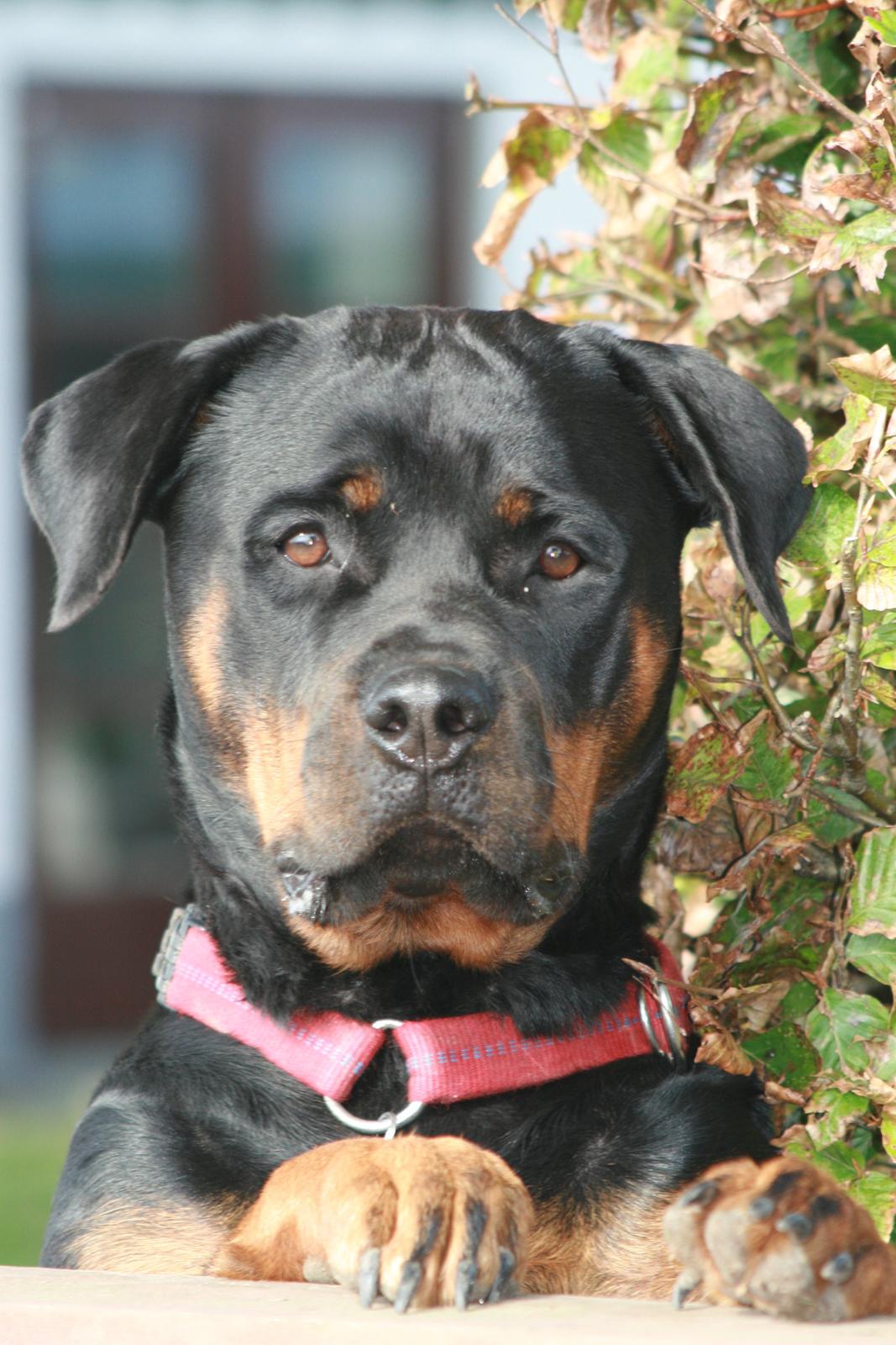 Rottweiler Gandi billede 20