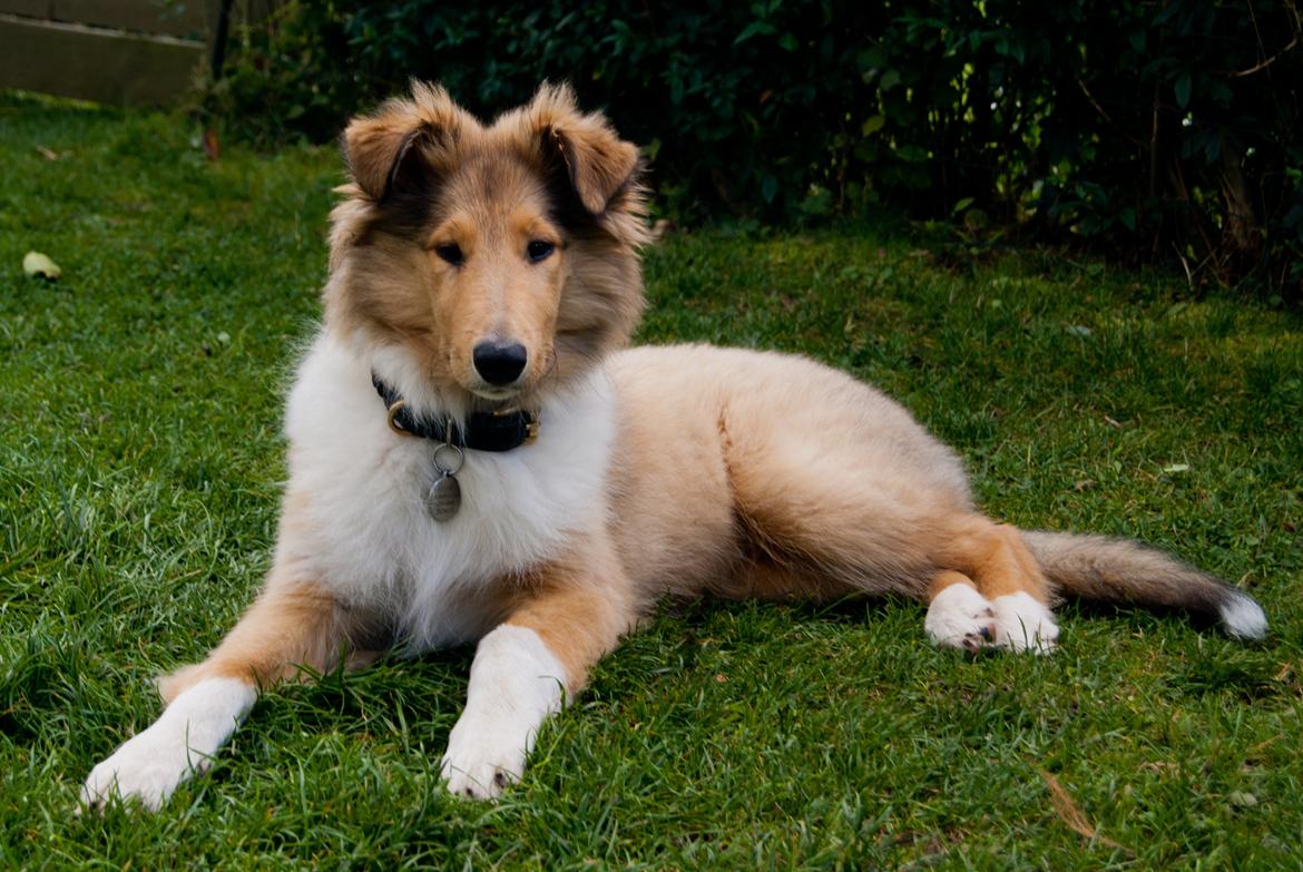 Collie langhåret Ebony Moor´s Charismatic Cato - Ebony Moor´s Charismatic Cato d. 19.09.2013
15 uger gammel. billede 28