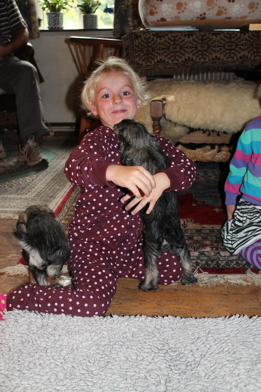 Dvaergschnauzer Anton - Anton 56 dage gammel... <3 billede 39