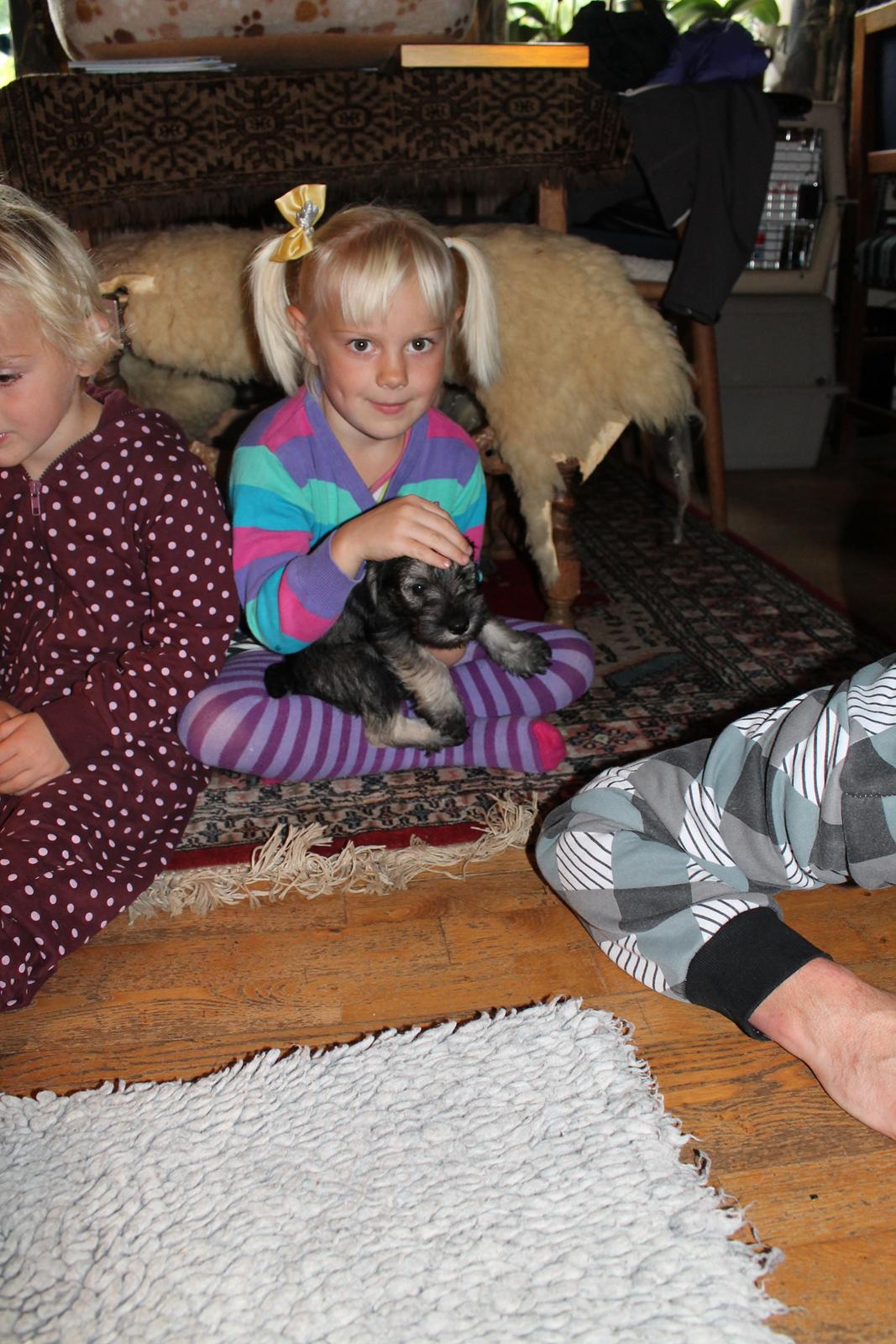 Dvaergschnauzer Anton - Anton 56 dage gammel... <3 billede 40