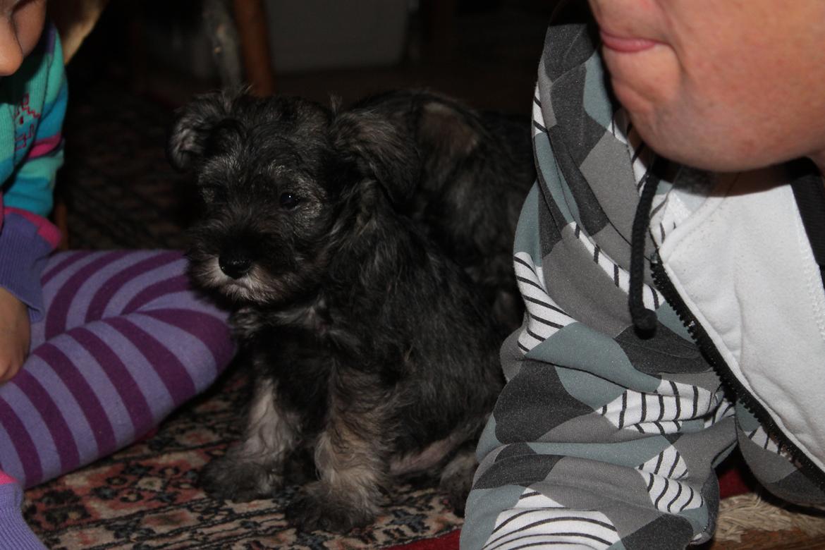 Dvaergschnauzer Anton - Anton 56 dage gammel... <3 billede 41