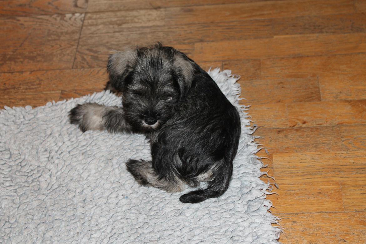 Dvaergschnauzer Anton - Anton 56 dag gammel... <3 billede 42