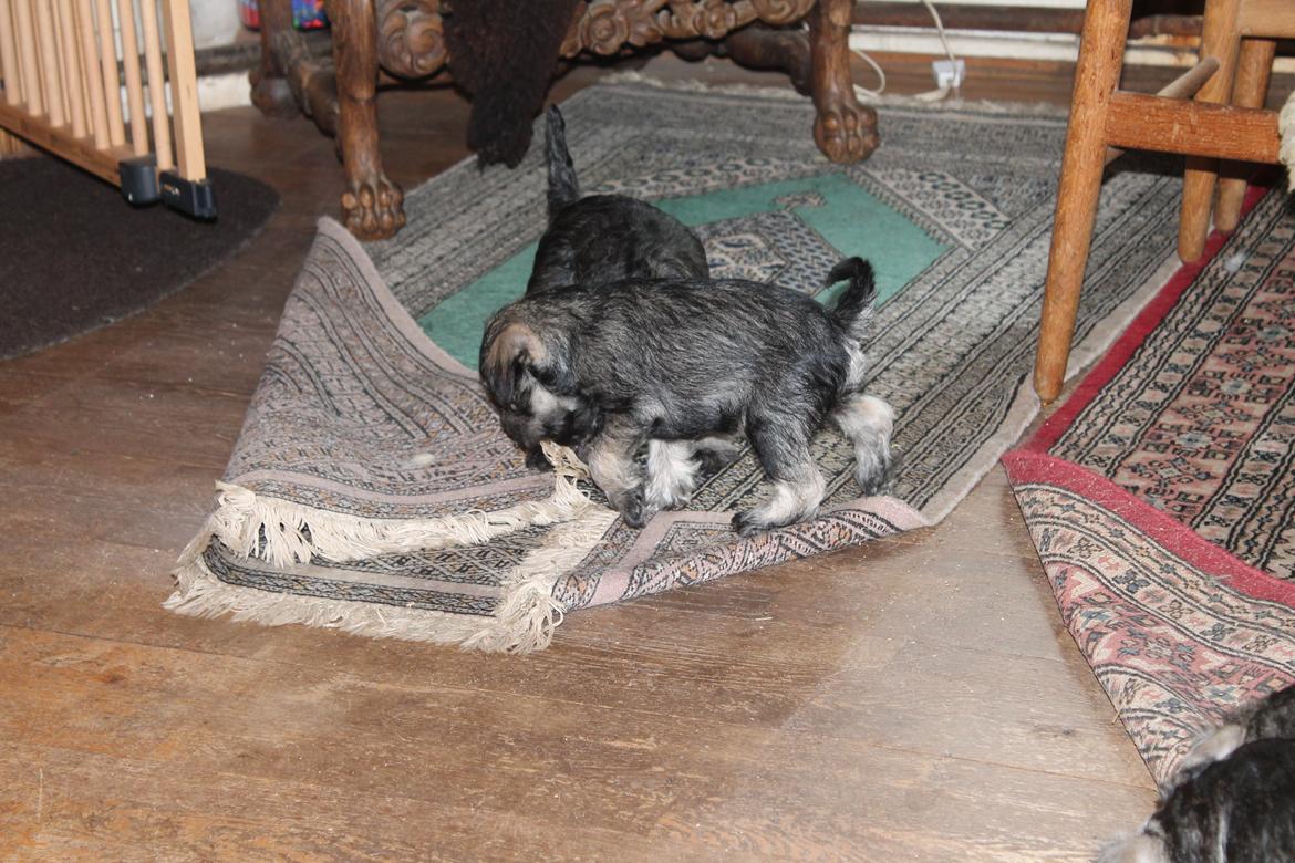 Dvaergschnauzer Anton - Anton 56 dage gammel... <3 billede 43