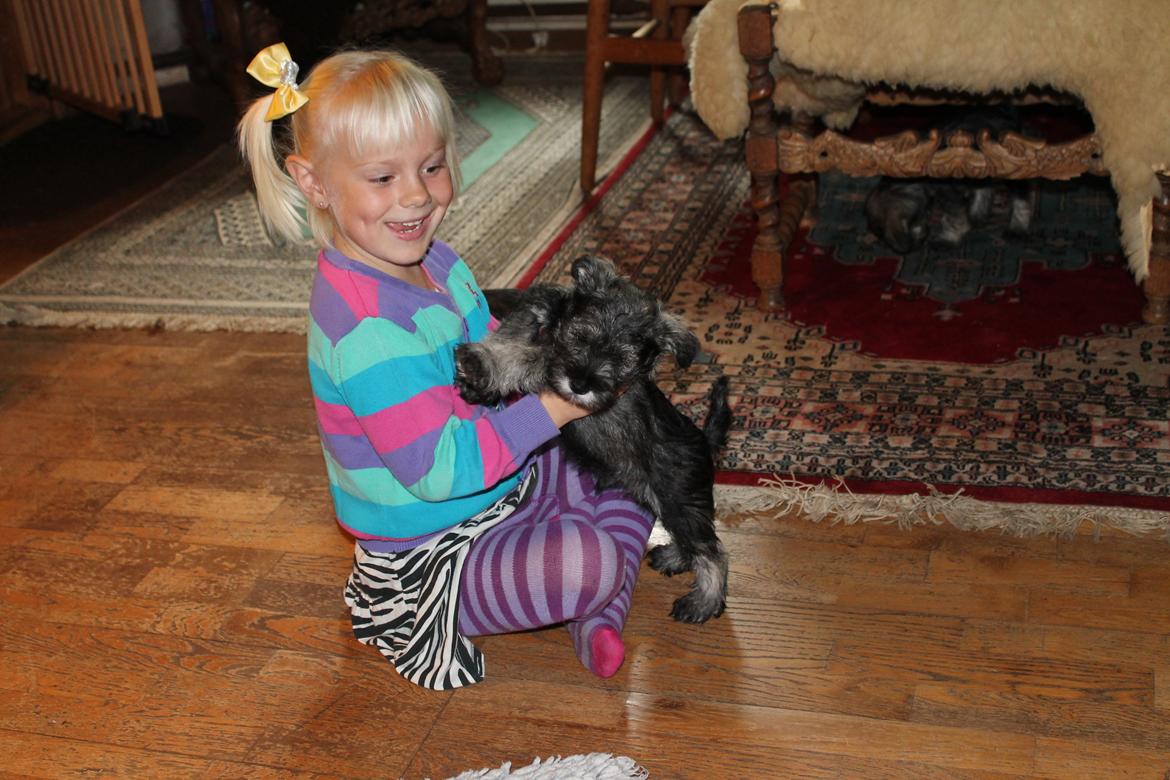 Dvaergschnauzer Anton - Anton 56 dage gammel... <3 billede 44