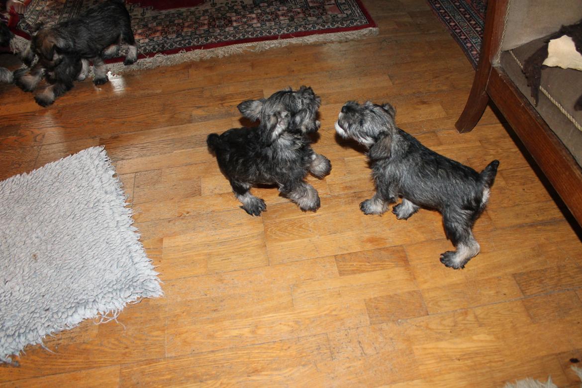 Dvaergschnauzer Anton - Anton 56 dage gammel... <3 sætter lige sin bror på plads... :-P billede 45