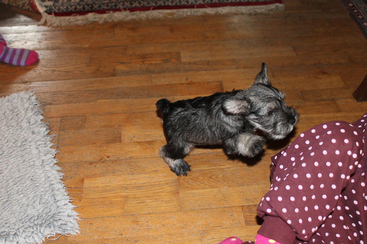 Dvaergschnauzer Anton - Anton 56 dage gammel... <3 billede 46