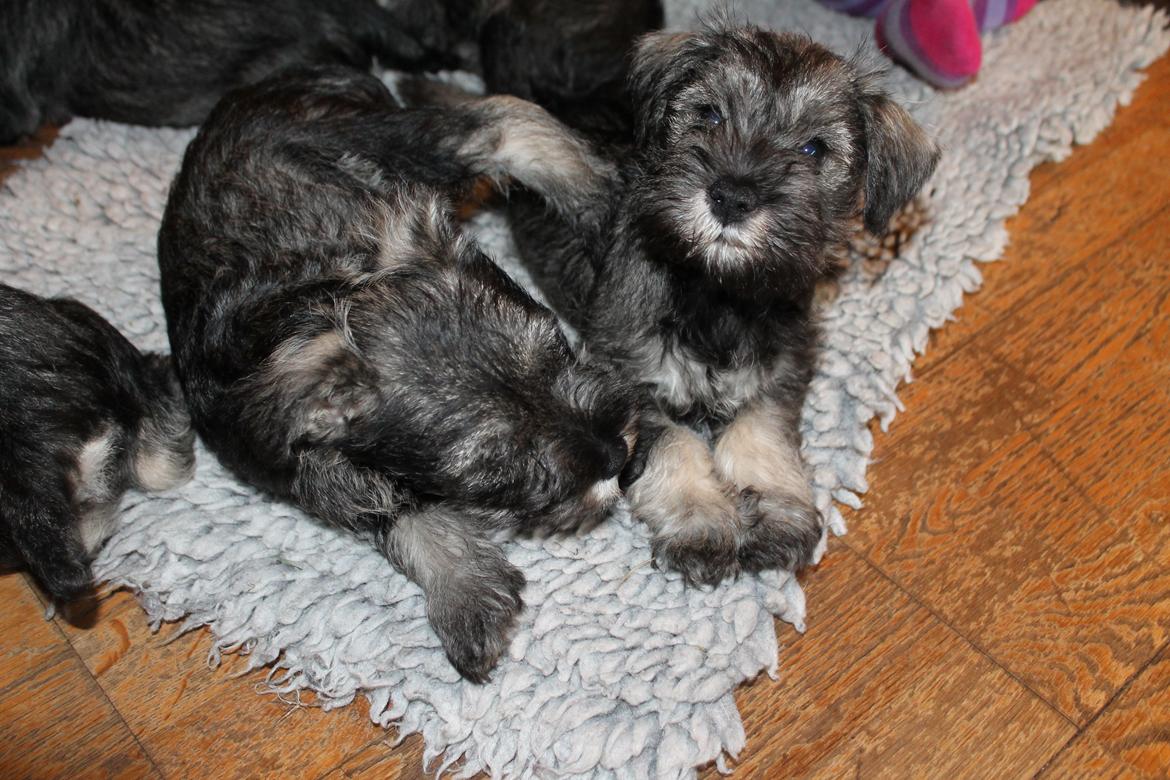 Dvaergschnauzer Anton - Anton 56 dage gammel...forstår ikke lige hans søskende vil sove nu når man kan lave ballade... <3  billede 47