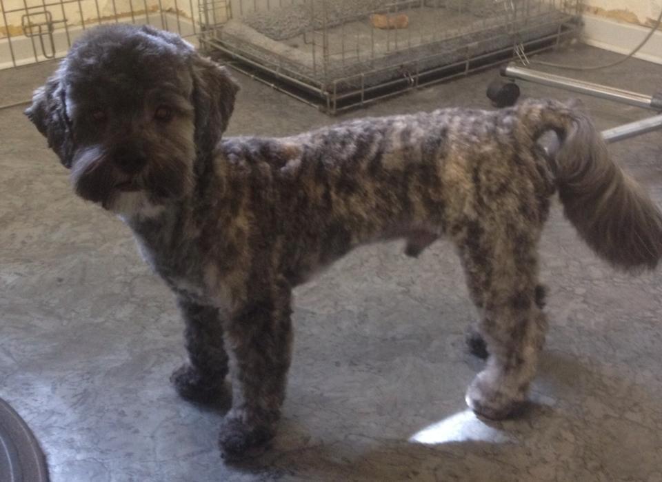 Blanding af racer Bruno - Nyklippet - 8 måneder gammel billede 3