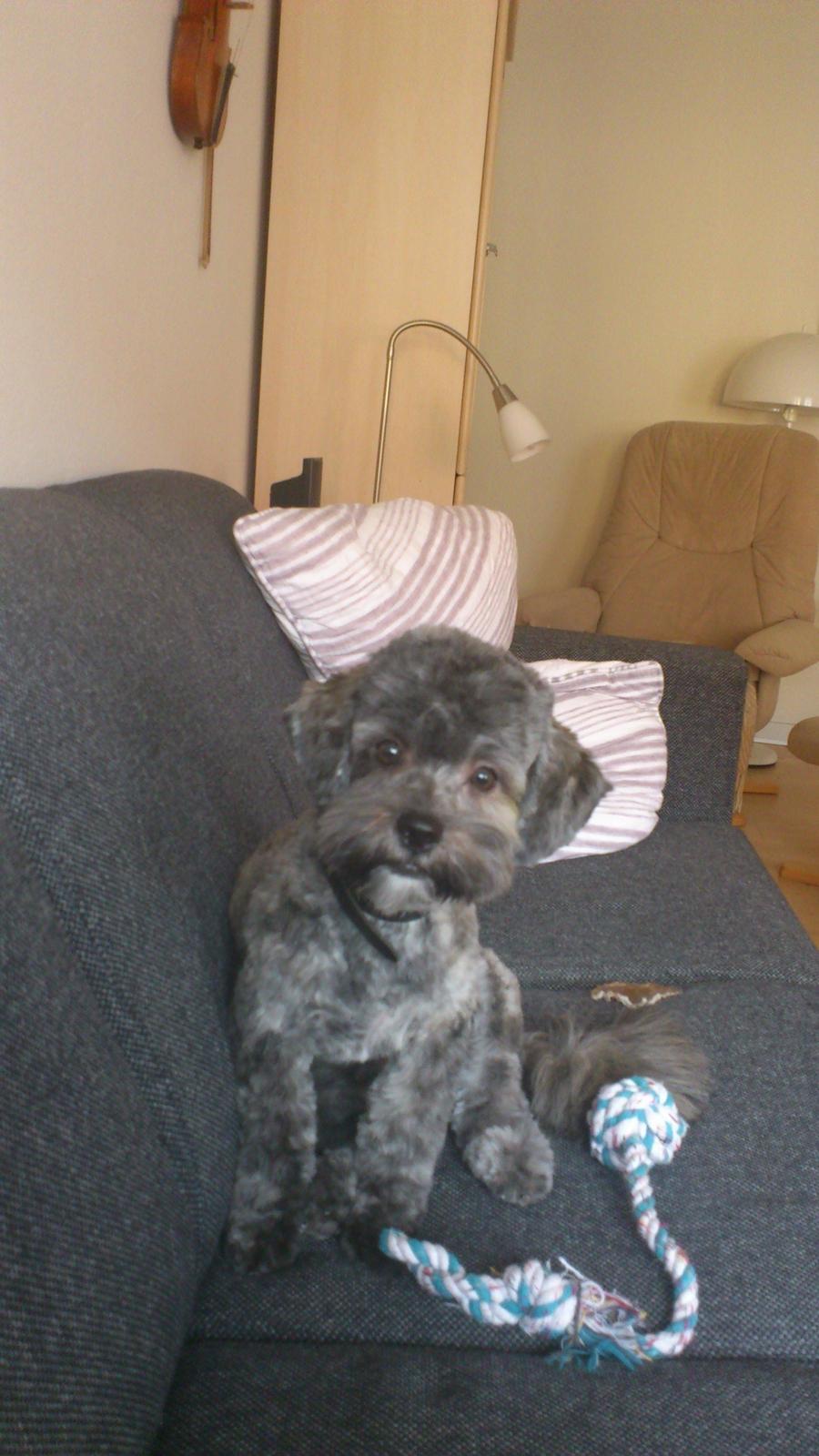 Blanding af racer Bruno - Sofahygge - 8 måneder billede 2