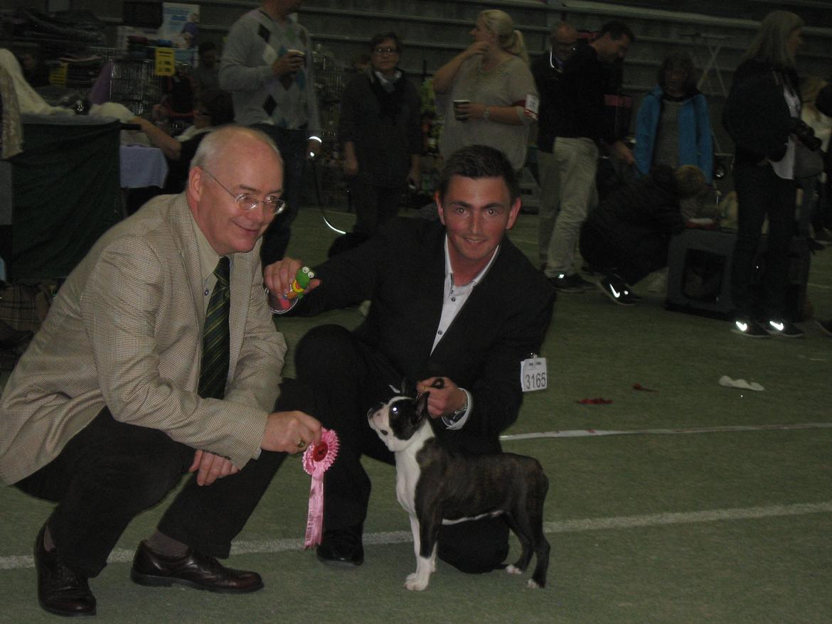 Boston terrier Multi-CH Westlund As Good As It Gets aka Pepsi - 22/09-2013: Show debut, DKK int. Ballerup, BOB Baby og BIS4 Baby :-) billede 21