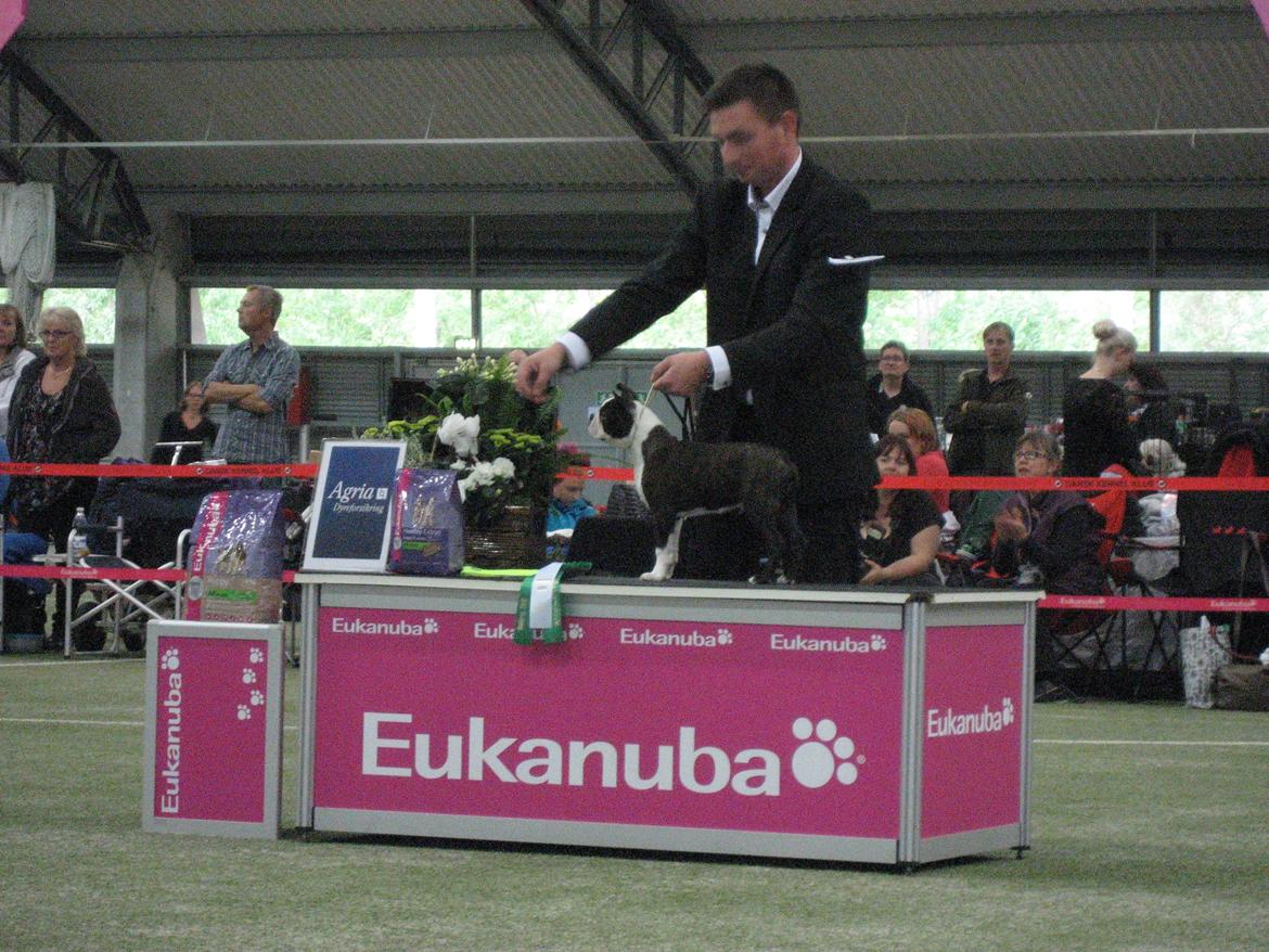 Boston terrier Multi-CH Westlund As Good As It Gets aka Pepsi - 22/09-2013: Show debut, DKK int. Ballerup, BOB Baby og BIS4 Baby :-) billede 3