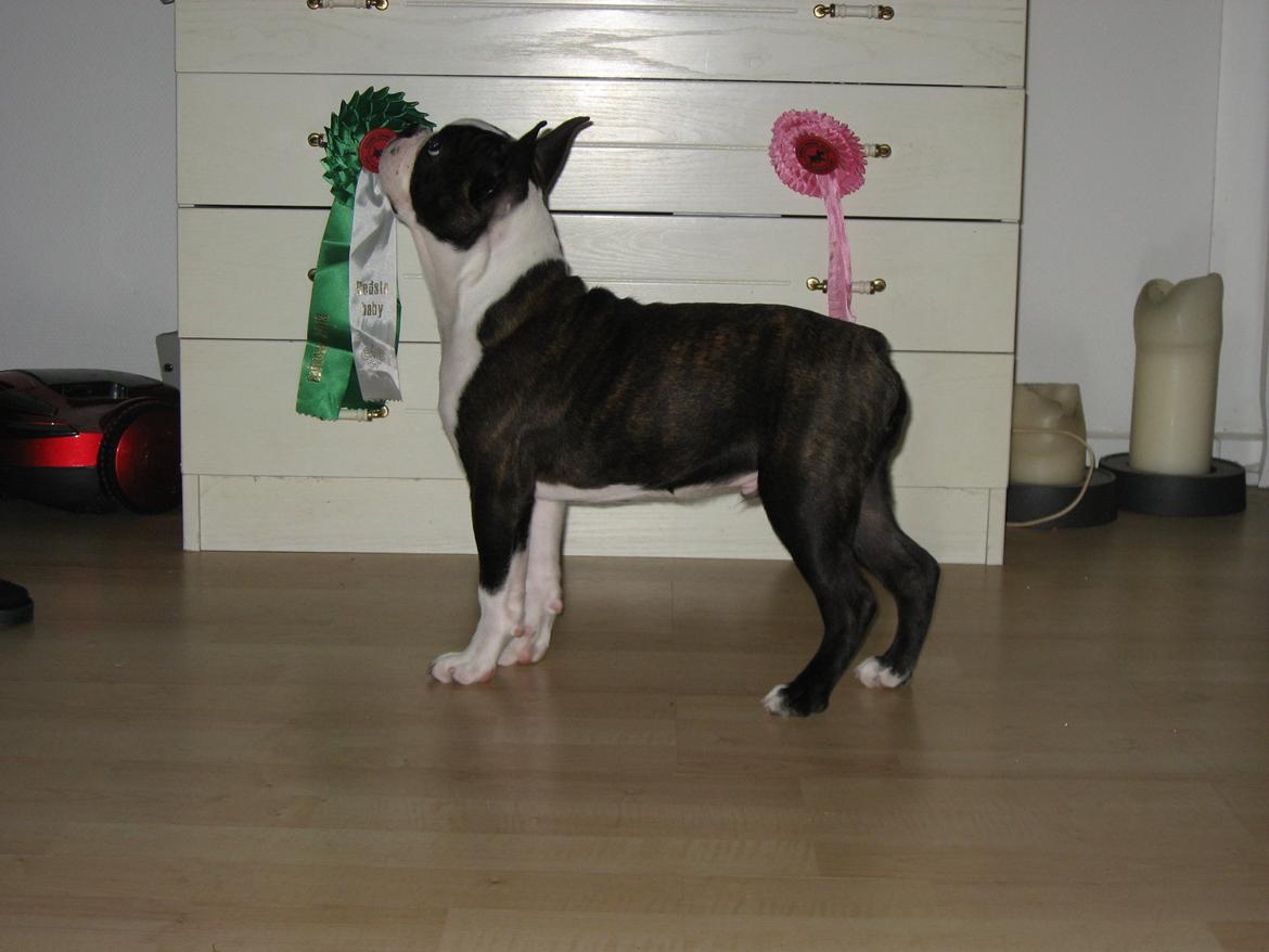 Boston terrier Multi-CH Westlund As Good As It Gets aka Pepsi - 22/09-2013: Dagens høst. billede 22