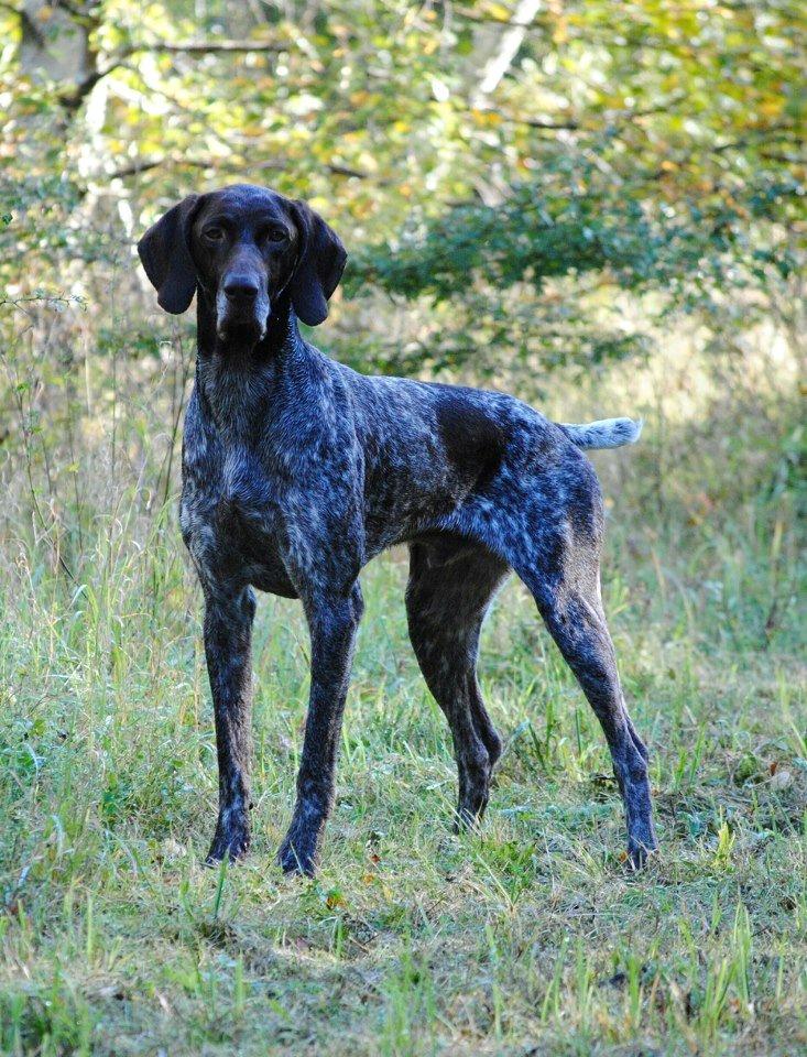 Korthåret hønsehund Søborggårds Ekko billede 4