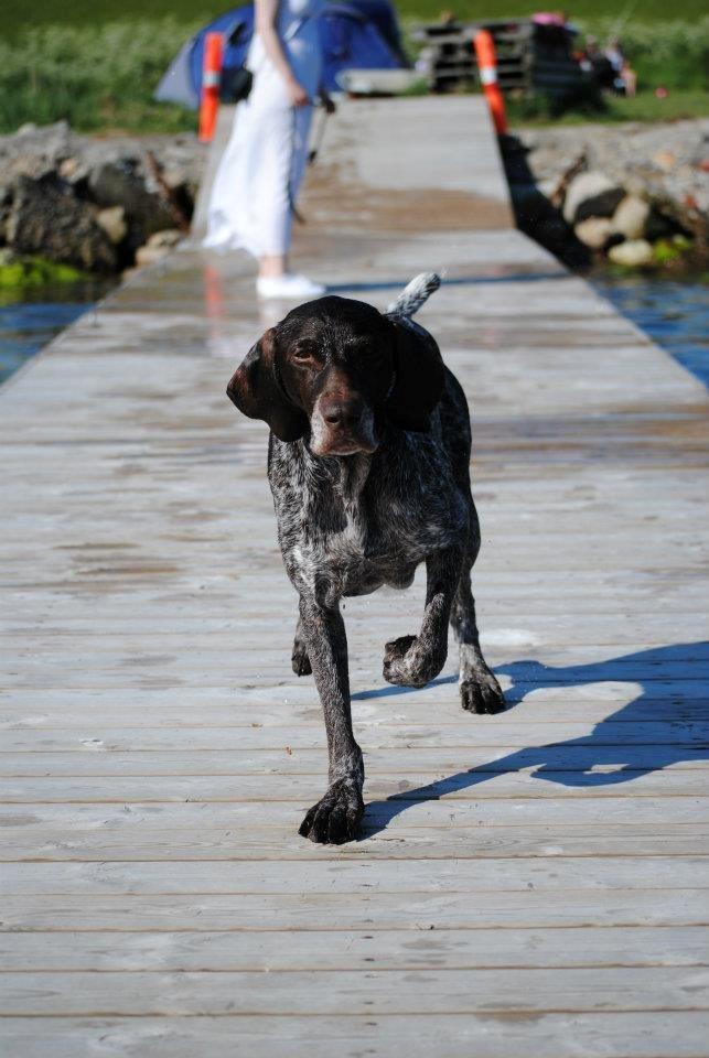 Korthåret hønsehund Søborggårds Ekko billede 5