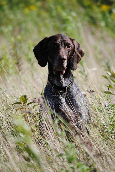Korthåret hønsehund Søborggårds Ekko billede 2