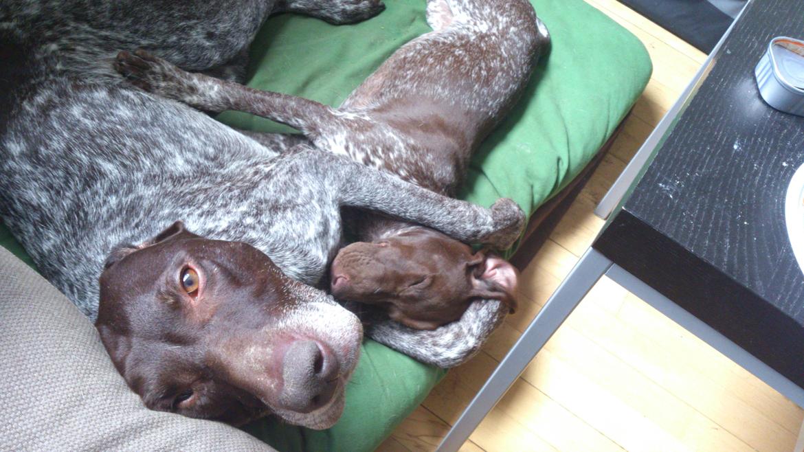 Korthåret hønsehund Søborggårds Ekko billede 12