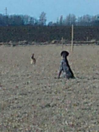 Korthåret hønsehund Søborggårds Ekko - Man er vel 'hareren' :D billede 10