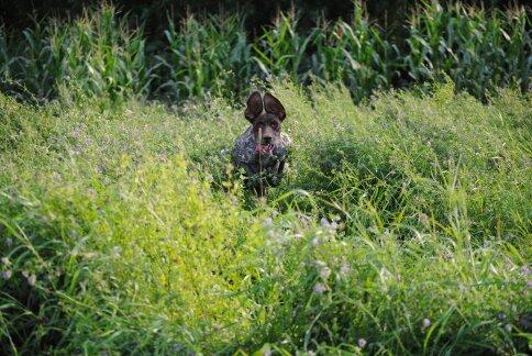 Korthåret hønsehund Søborggårds Ekko billede 7
