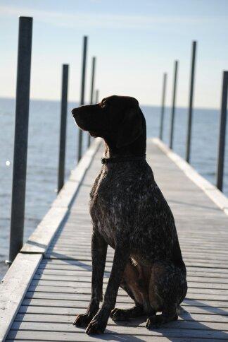 Korthåret hønsehund Søborggårds Ekko billede 3