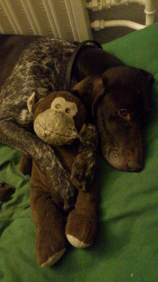 Korthåret hønsehund Søborggårds Ekko billede 1