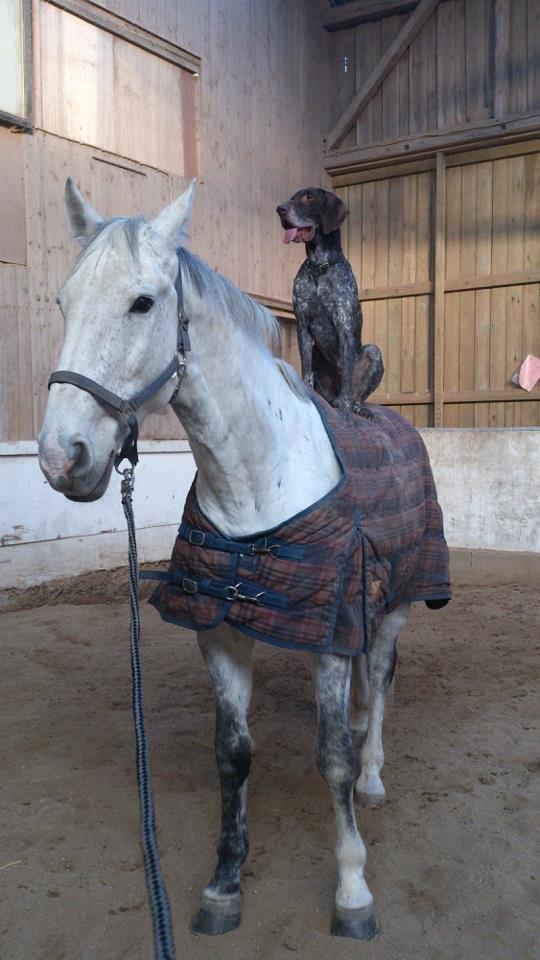 Korthåret hønsehund Søborggårds Ekko billede 6