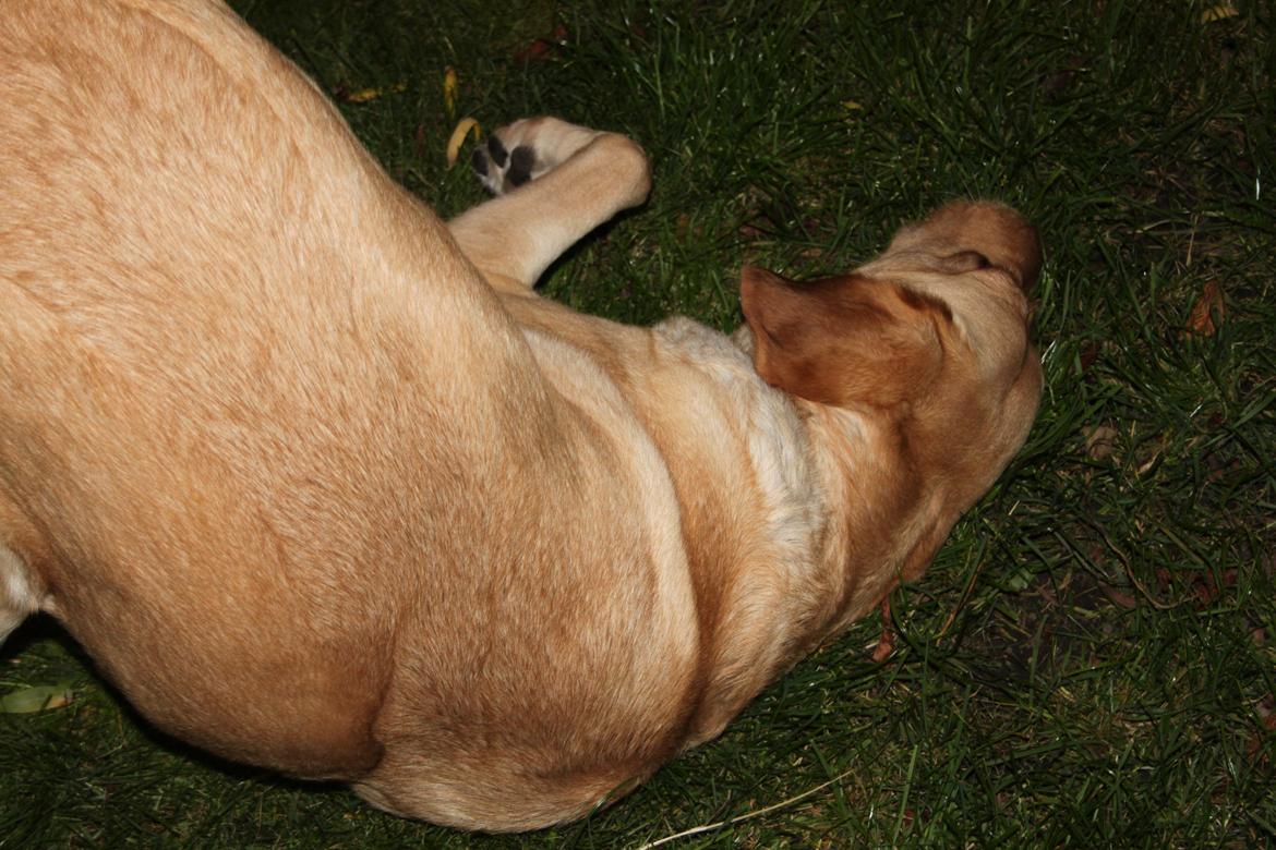 Blanding af racer lady billede 18