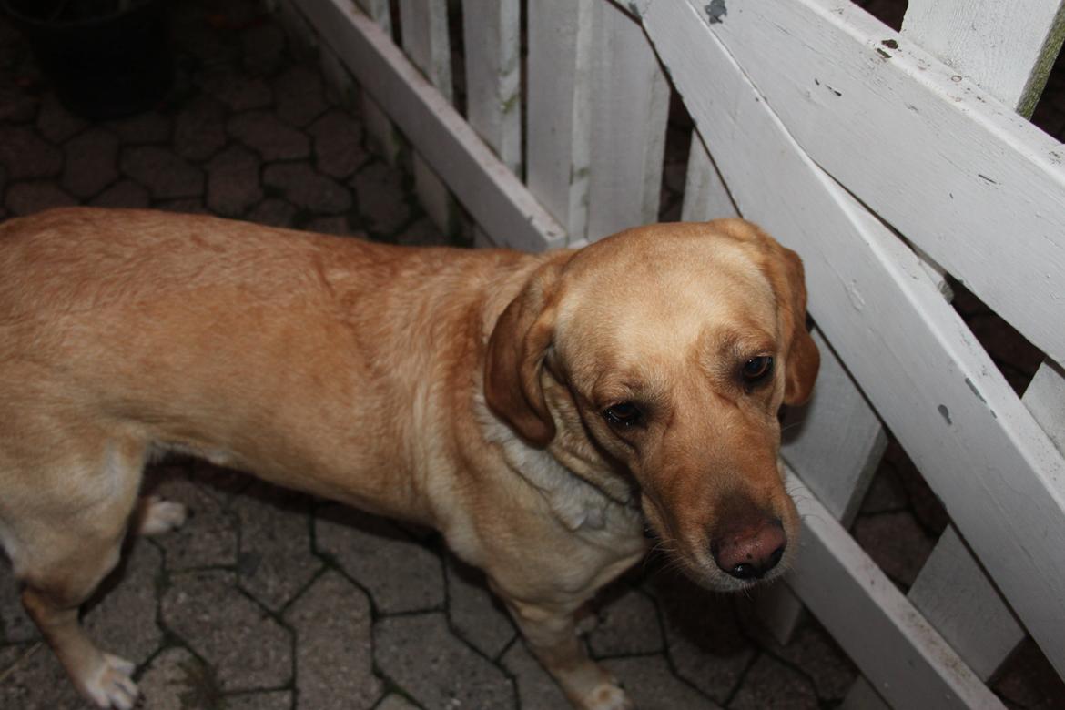 Blanding af racer lady billede 19