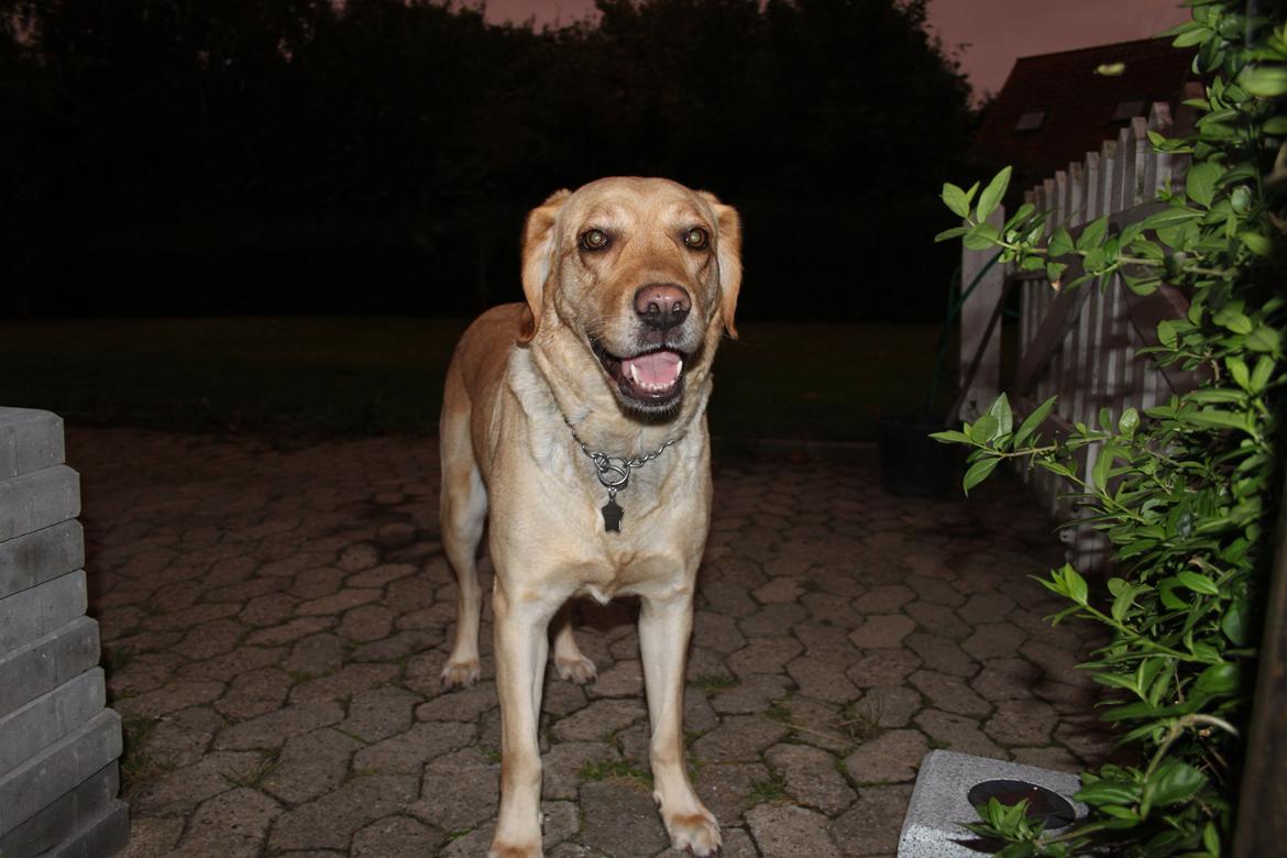 Blanding af racer lady billede 20