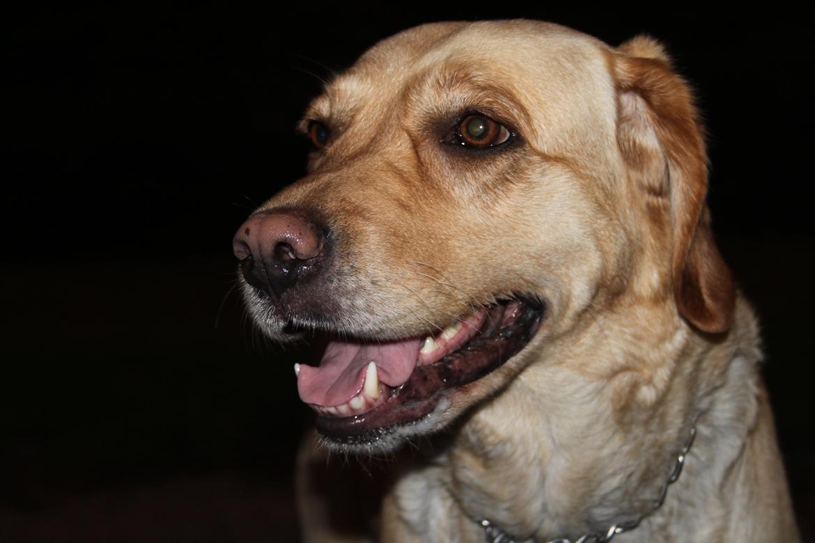 Blanding af racer lady billede 21