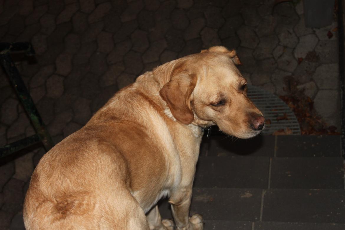 Blanding af racer lady billede 23