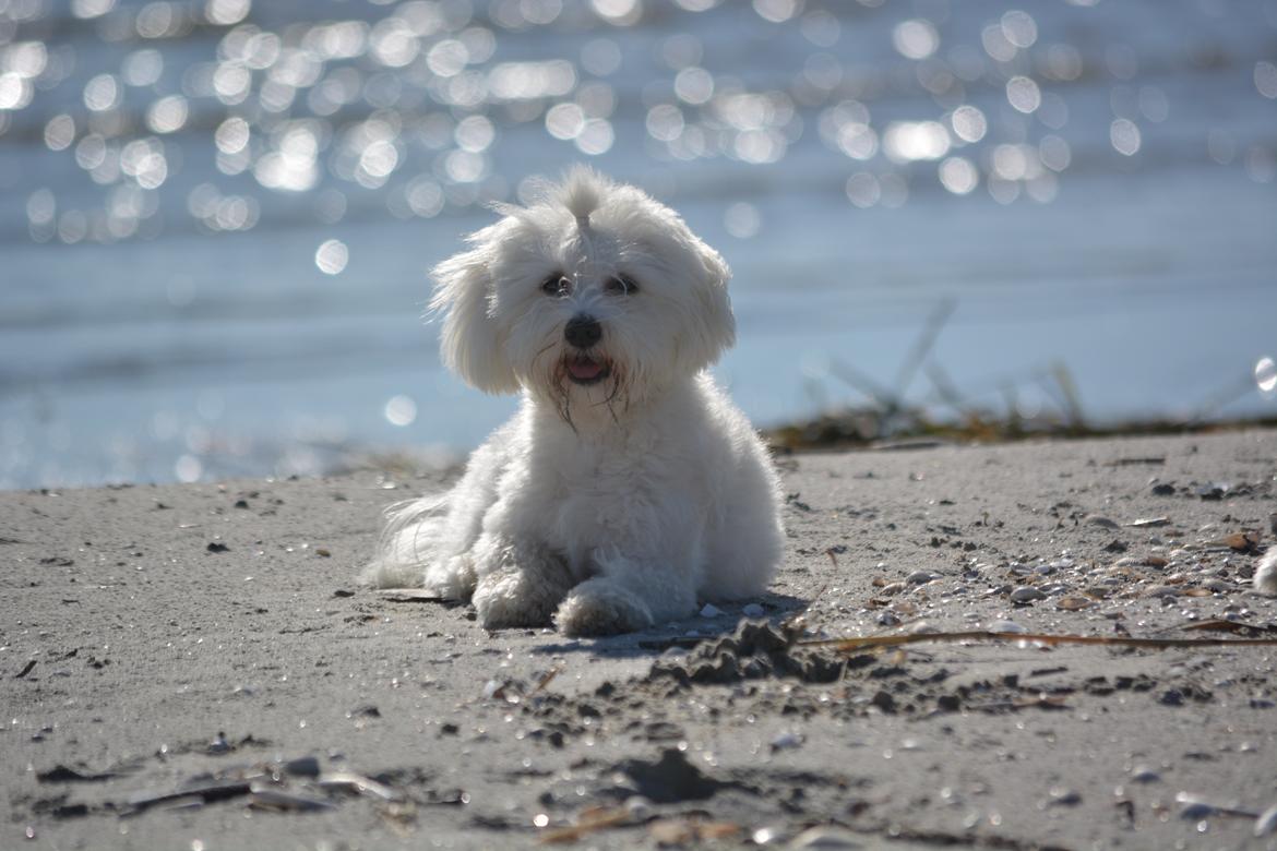 Malteser Fie R.I.P 26. Januar 2015 billede 10