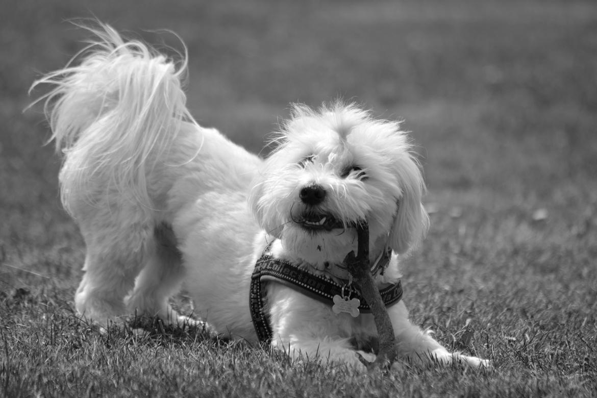 Malteser Fie R.I.P 26. Januar 2015 billede 28