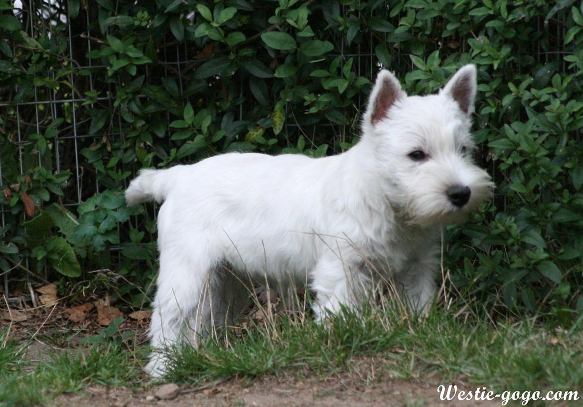West highland white terrier Hailie billede 37