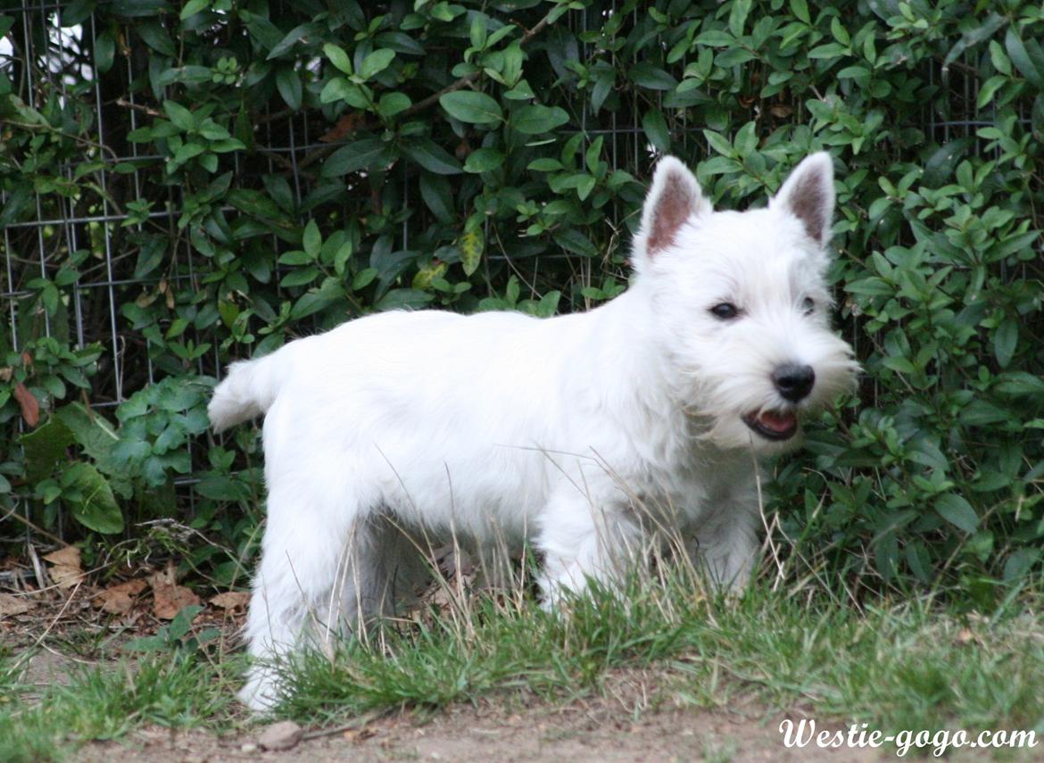 West highland white terrier Hailie billede 38