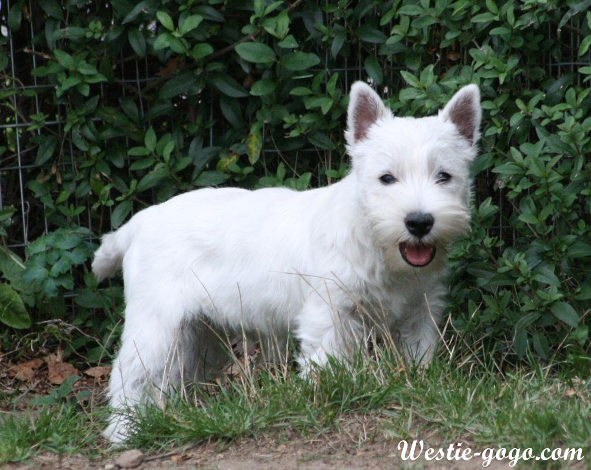 West highland white terrier Hailie billede 39