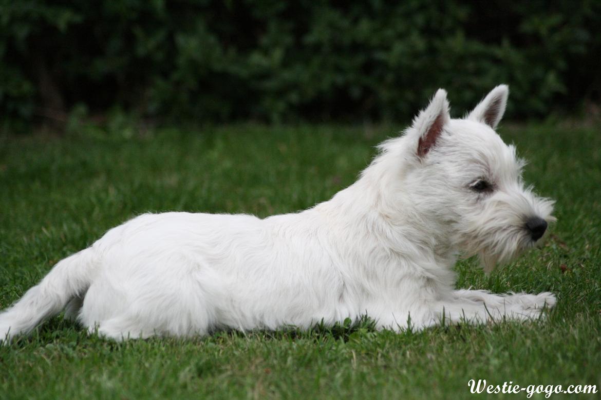 West highland white terrier Hailie billede 40