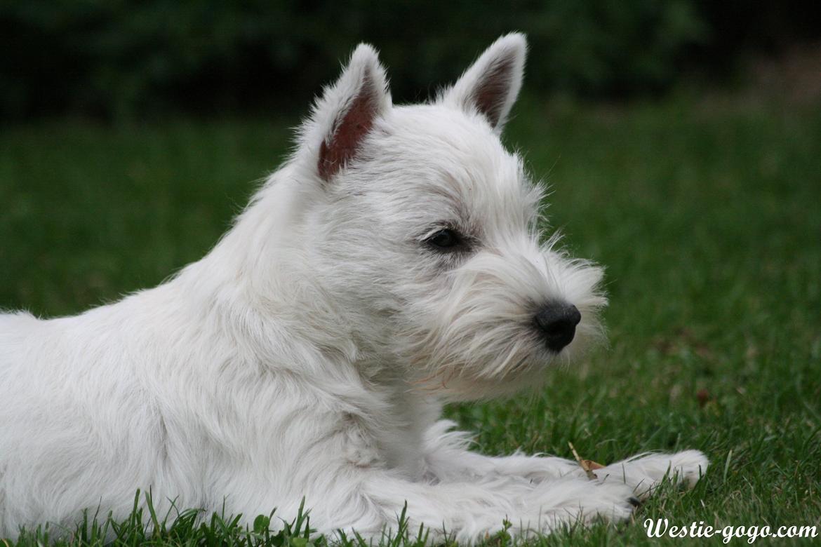 West highland white terrier Hailie billede 41