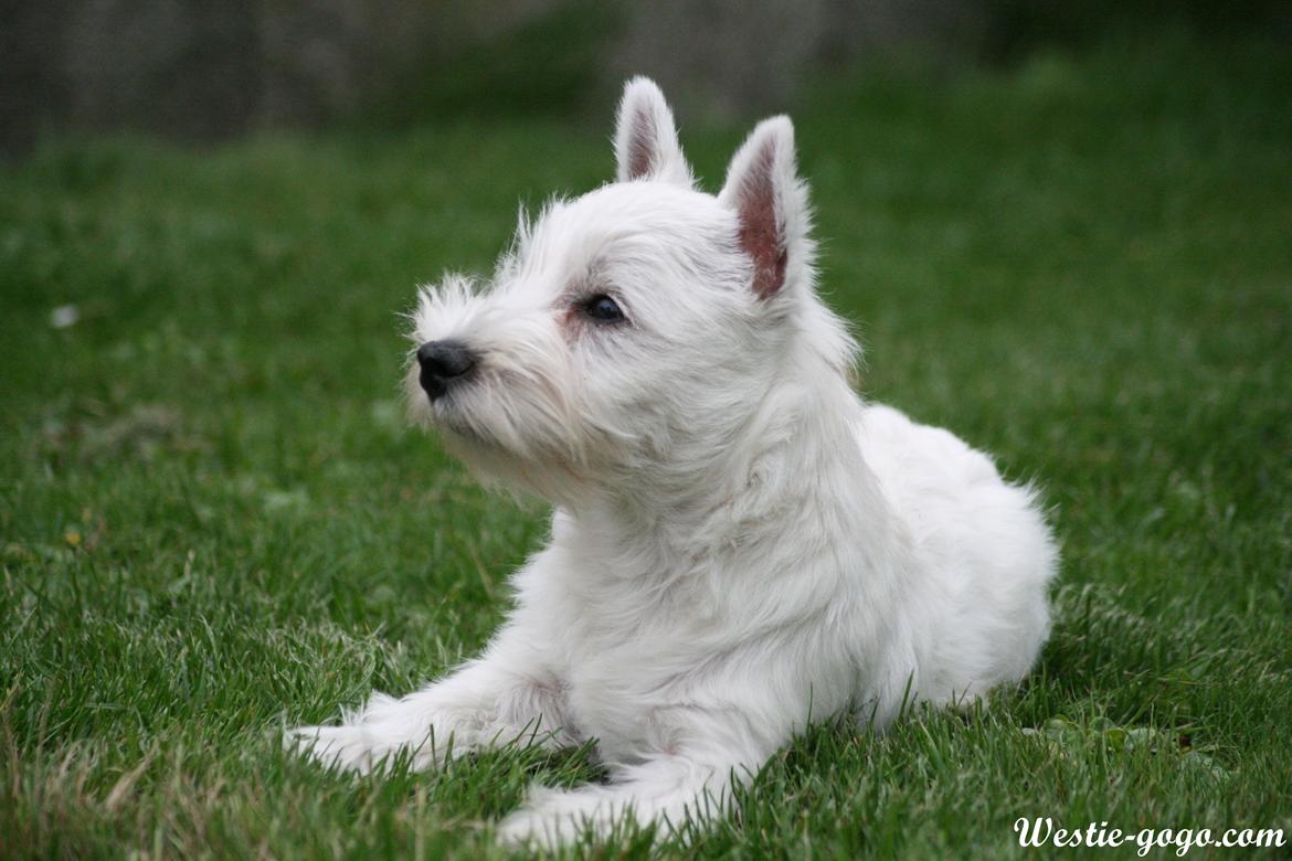 West highland white terrier Hailie billede 42