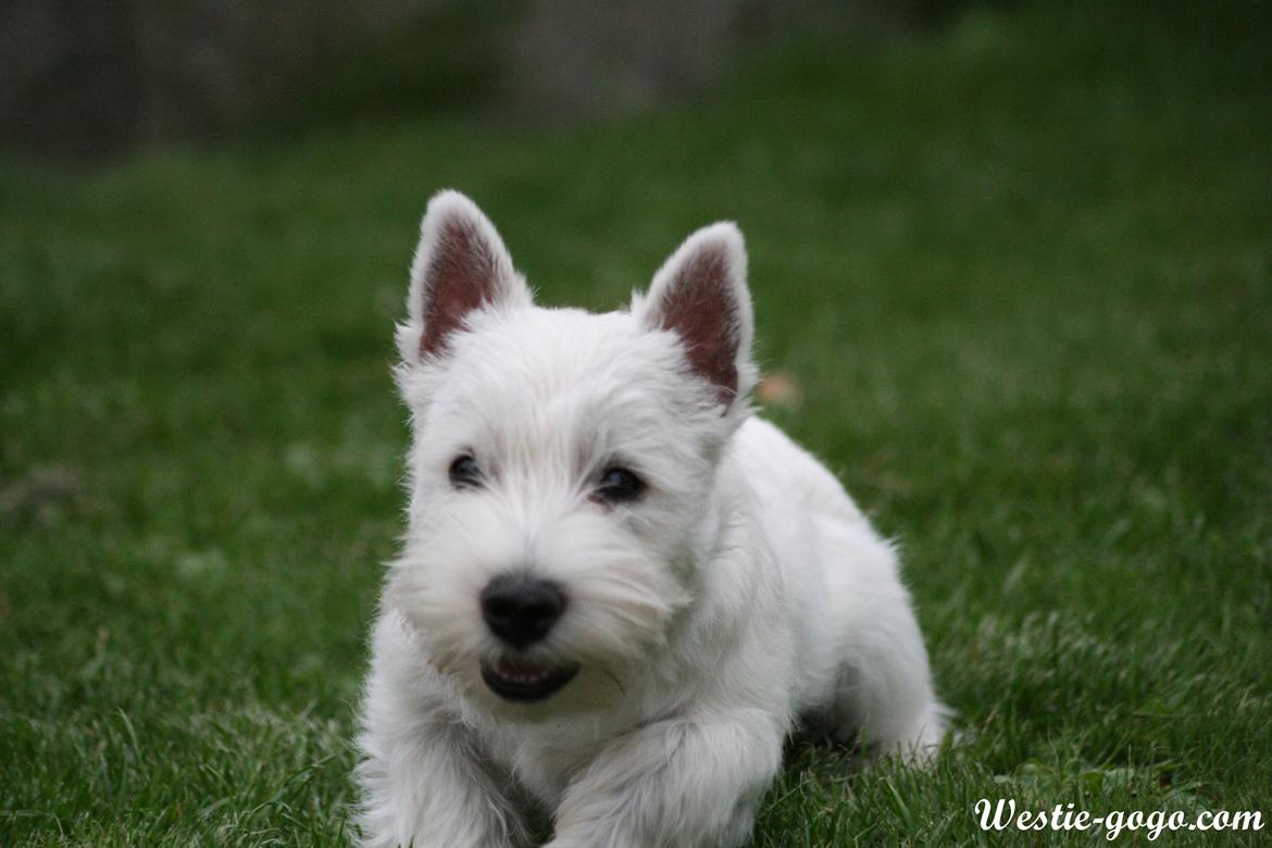 West highland white terrier Hailie billede 43