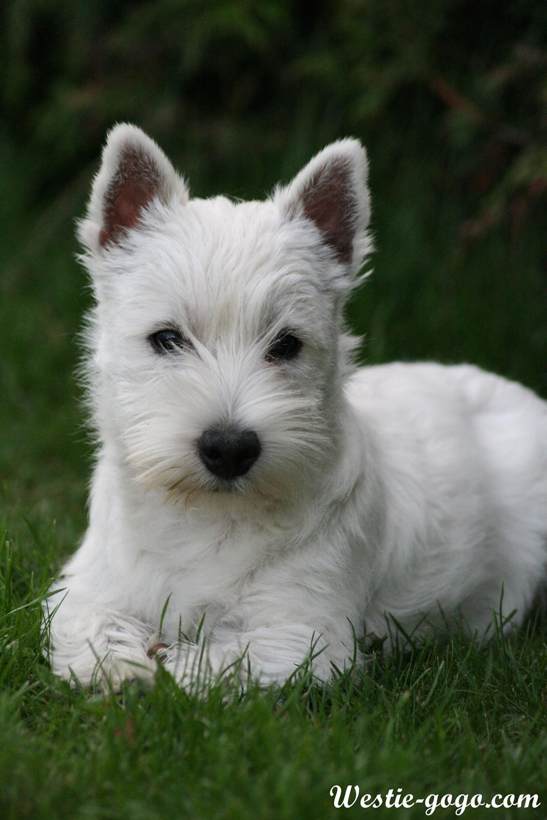 West highland white terrier Hailie billede 9