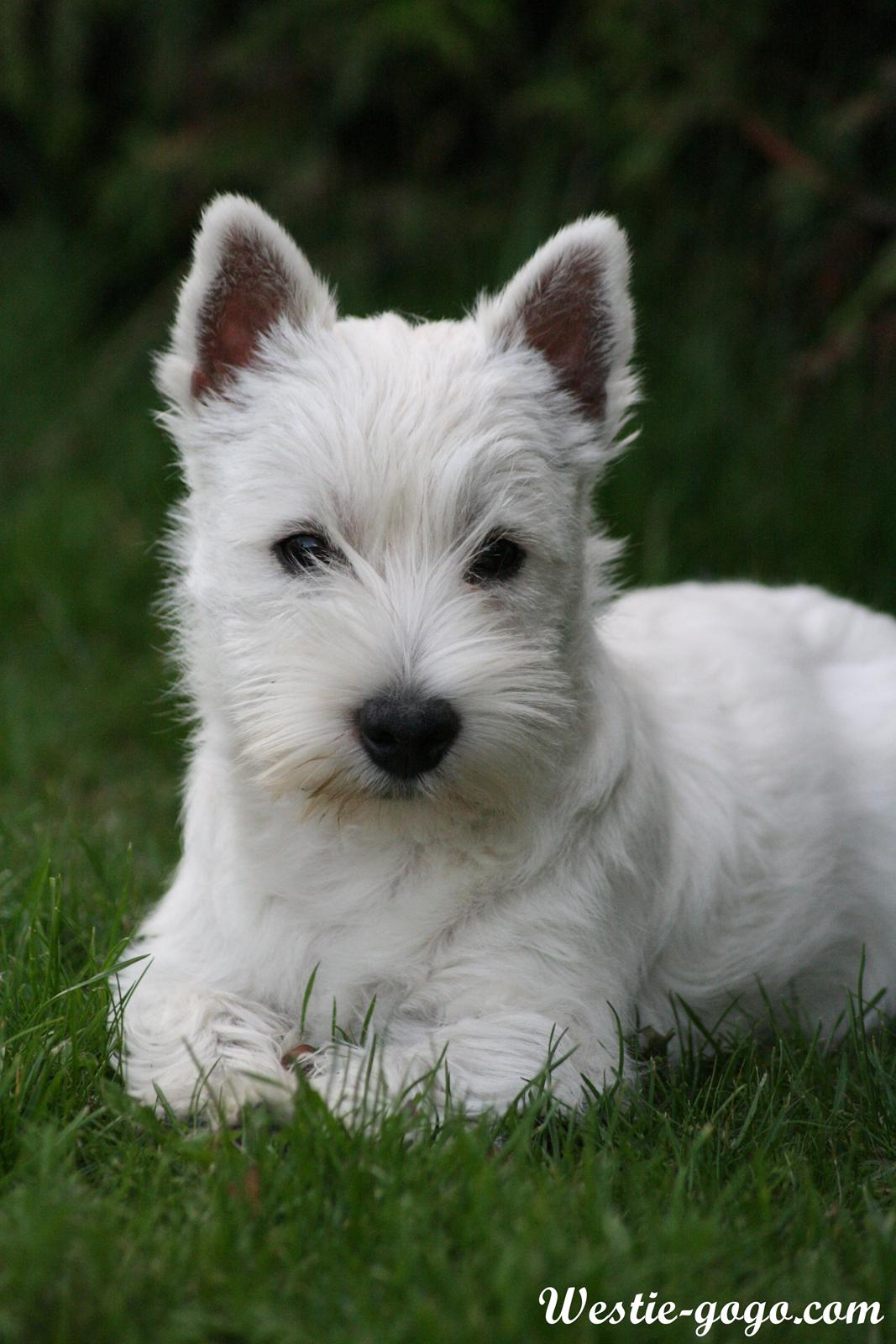 West highland white terrier Hailie billede 44