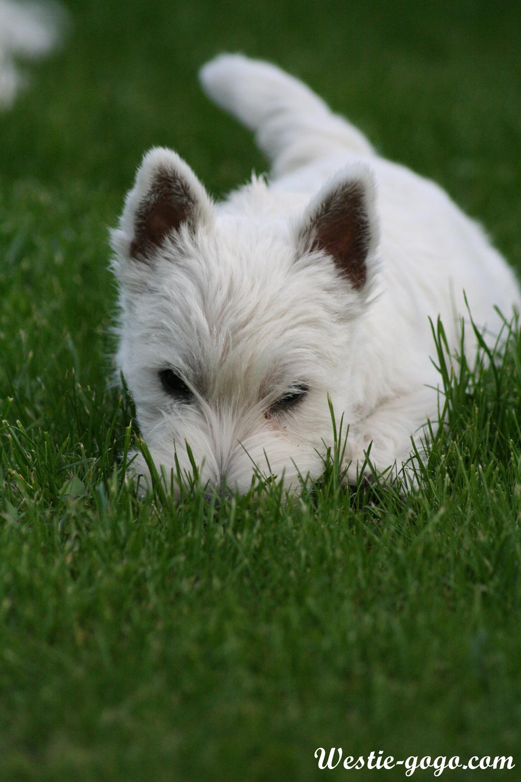 West highland white terrier Hailie billede 45