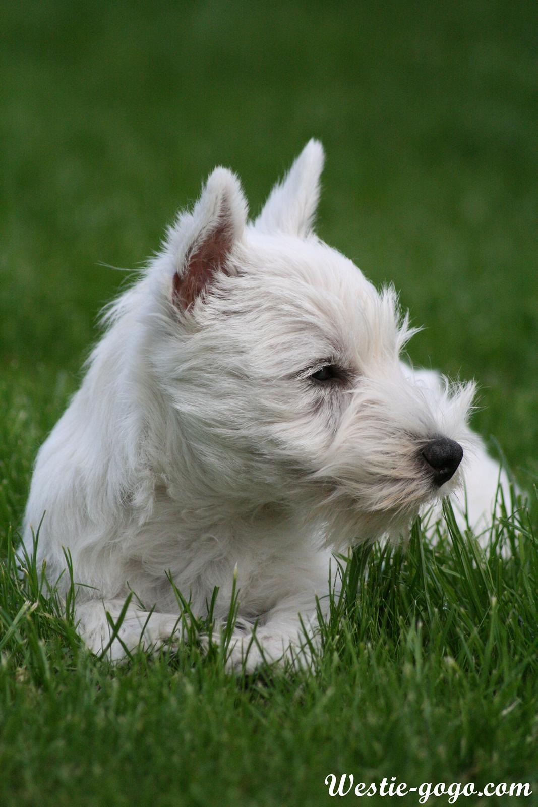 West highland white terrier Hailie billede 46