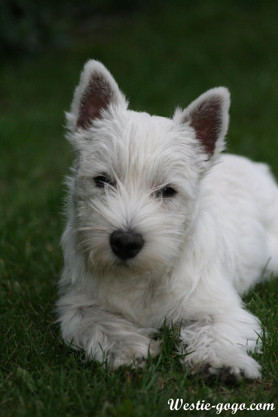 West highland white terrier Hailie billede 47