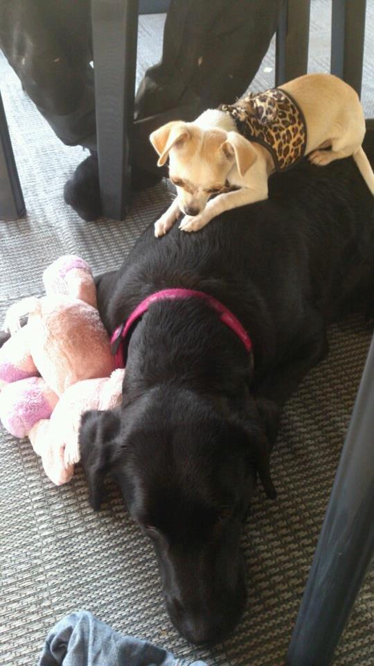 Chihuahua stinky (tøssen) billede 19